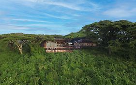 Ngorongoro Lion'S Paw